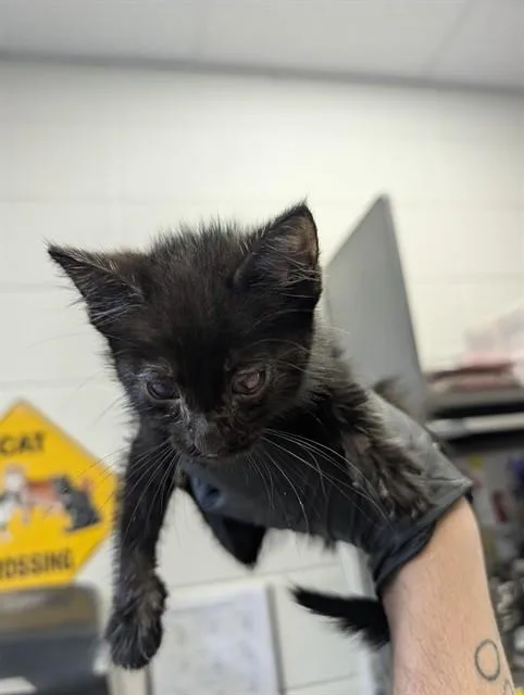 A baby small-sized female Domestic Short Hair cat named Sweet Pickle for adoption in Tucson, AZ