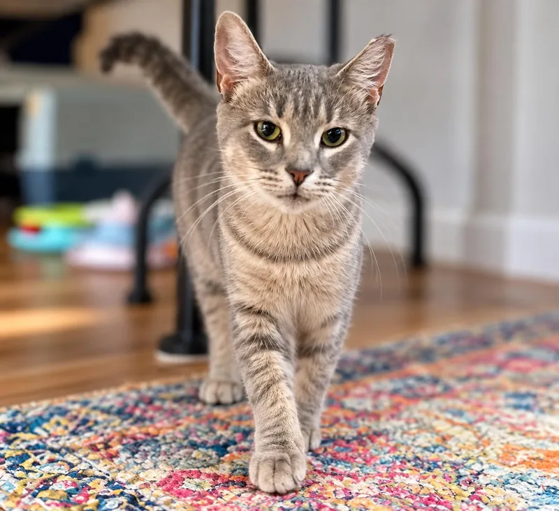 A young medium-sized female Tabby (Gray / Blue / Silver) Domestic Short Hair cat named Zuly Solis for adoption in Stowe, PA