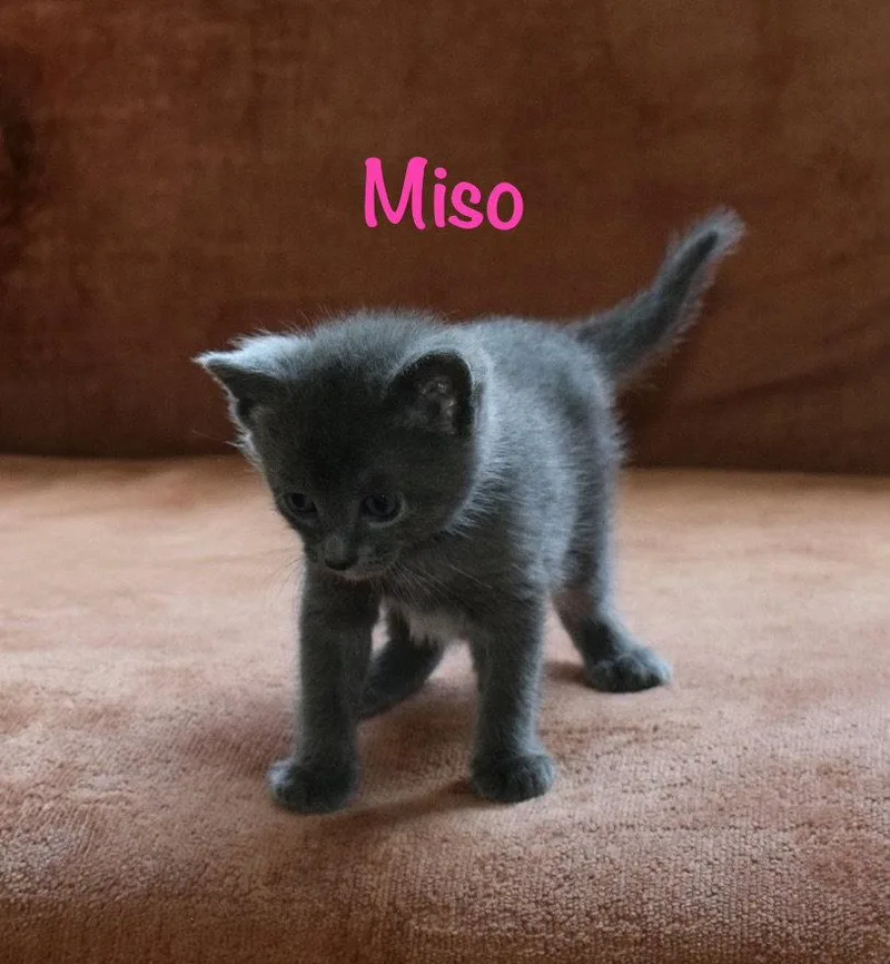 A baby medium-sized female Gray & White Russian Blue cat named Miso for adoption in Reston, VA
