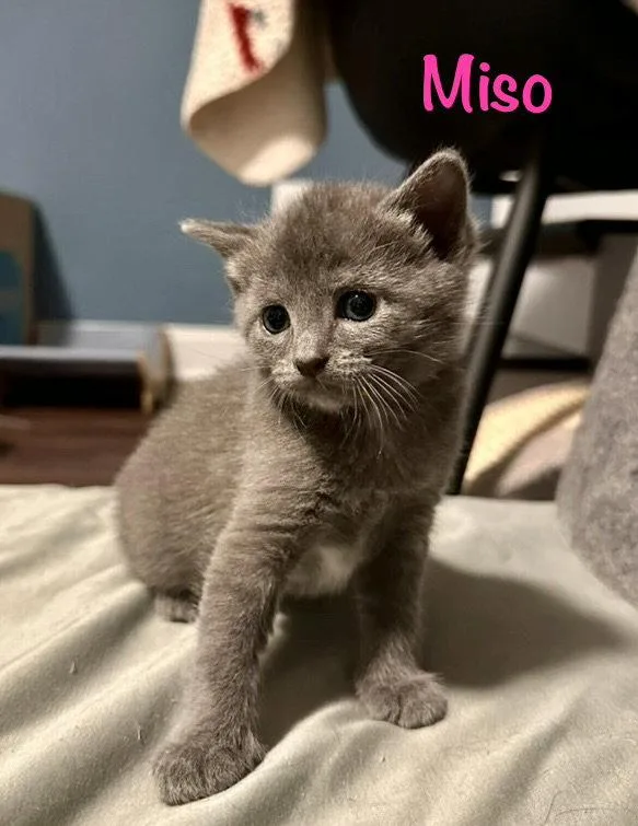 Miso thumbnail 2