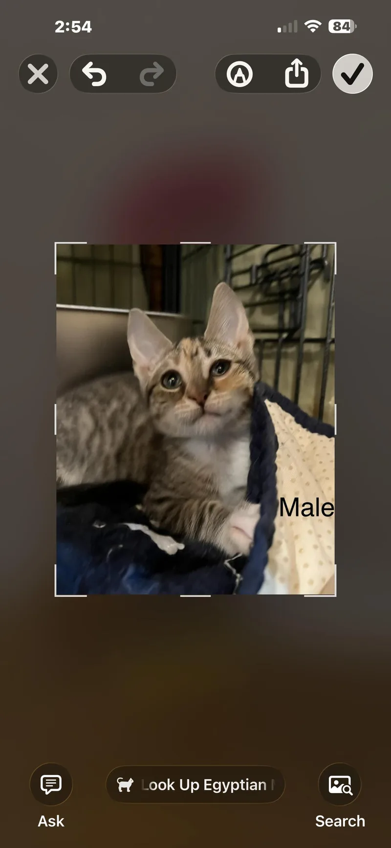 A baby small-sized male Domestic Short Hair cat named Cosmo for adoption in Sneads Ferry, NC