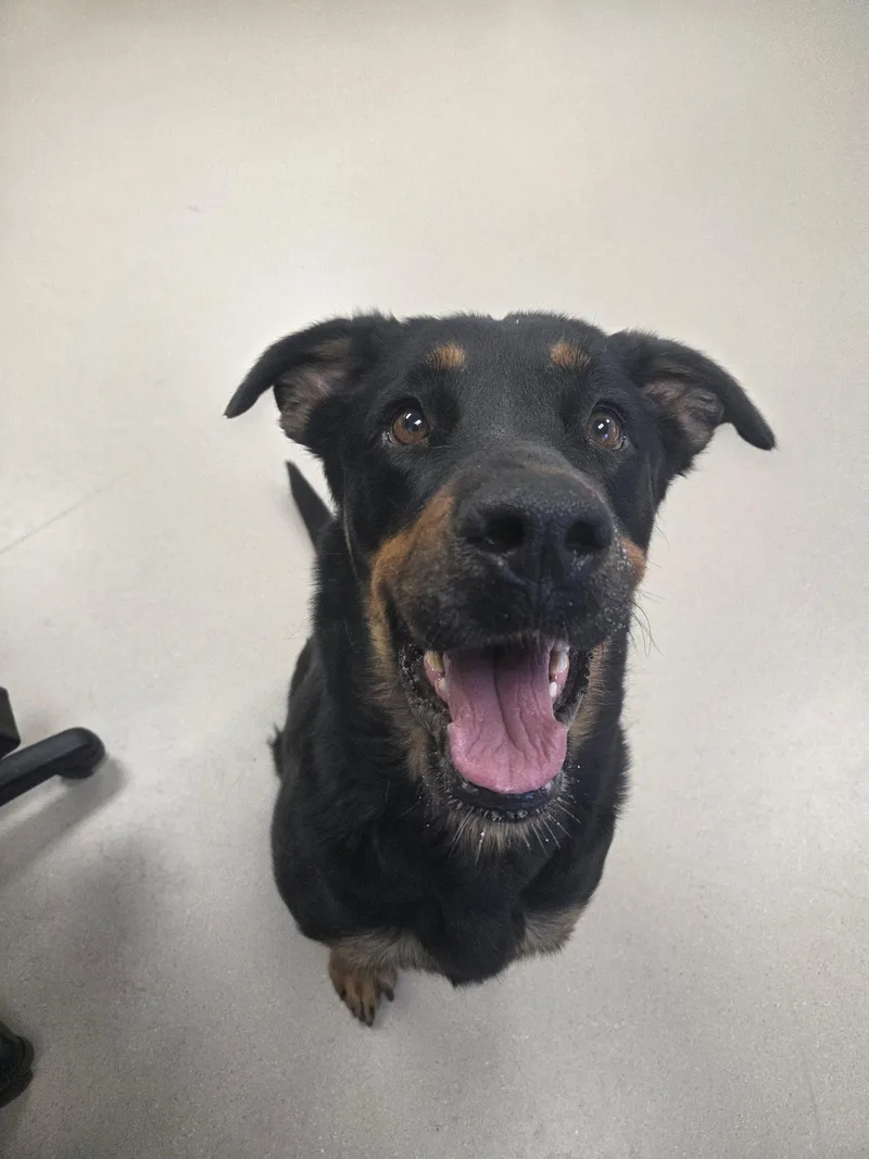 An adult large-sized female Black Rottweiler dog named Jewels for adoption in Grand Junction, CO
