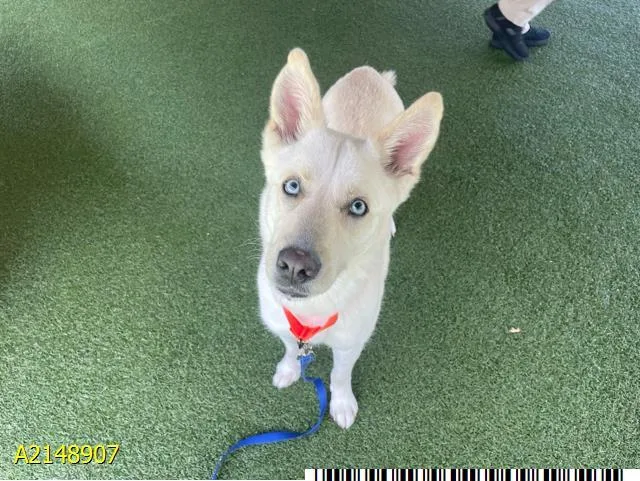An adult medium-sized female Mixed Breed dog named Snow for adoption in West Palm Beach, FL