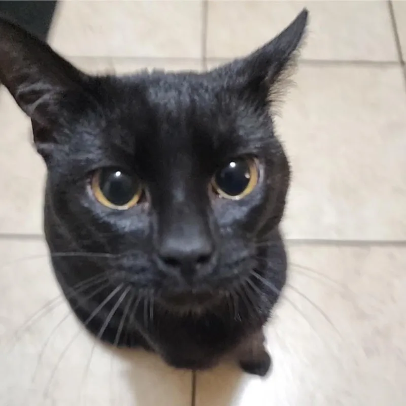 A young small-sized male Black Domestic Short Hair cat named Butters for adoption in Springboro, OH
