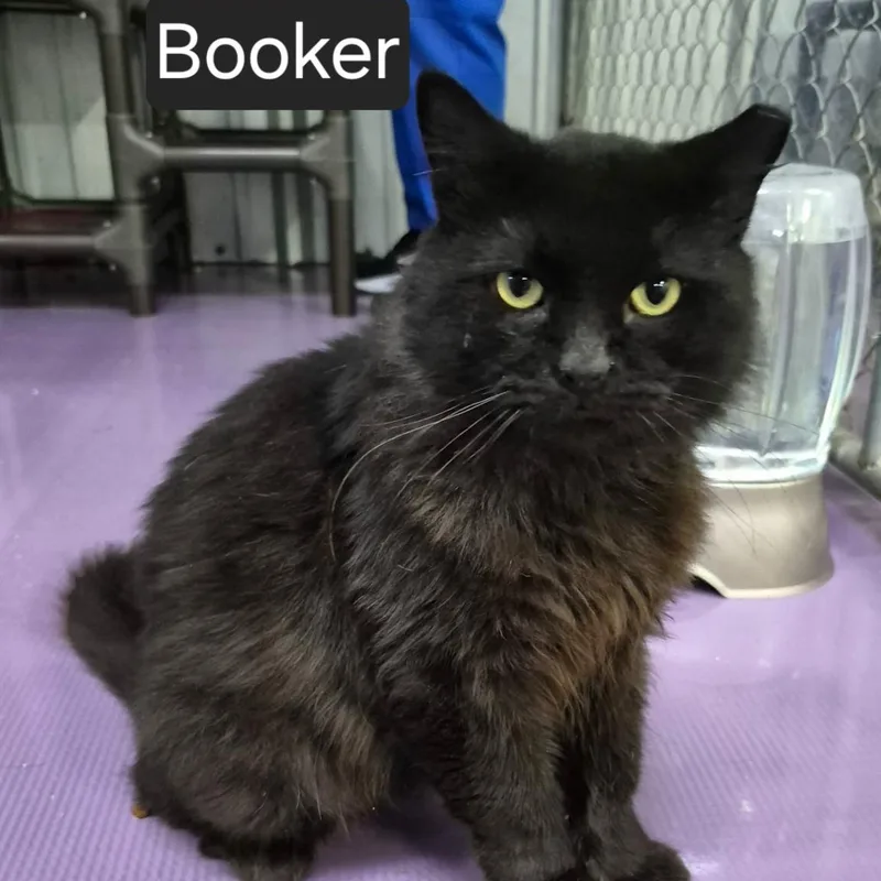 A young large-sized male Domestic Long Hair cat named Booker for adoption in SNOW HILL, NC