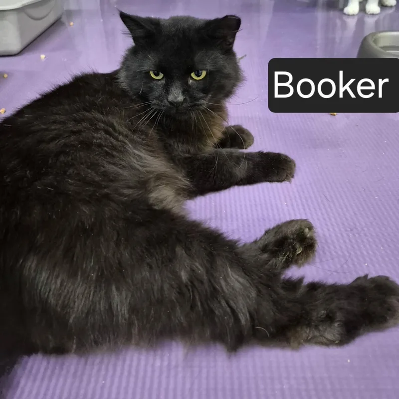 Booker thumbnail 2
