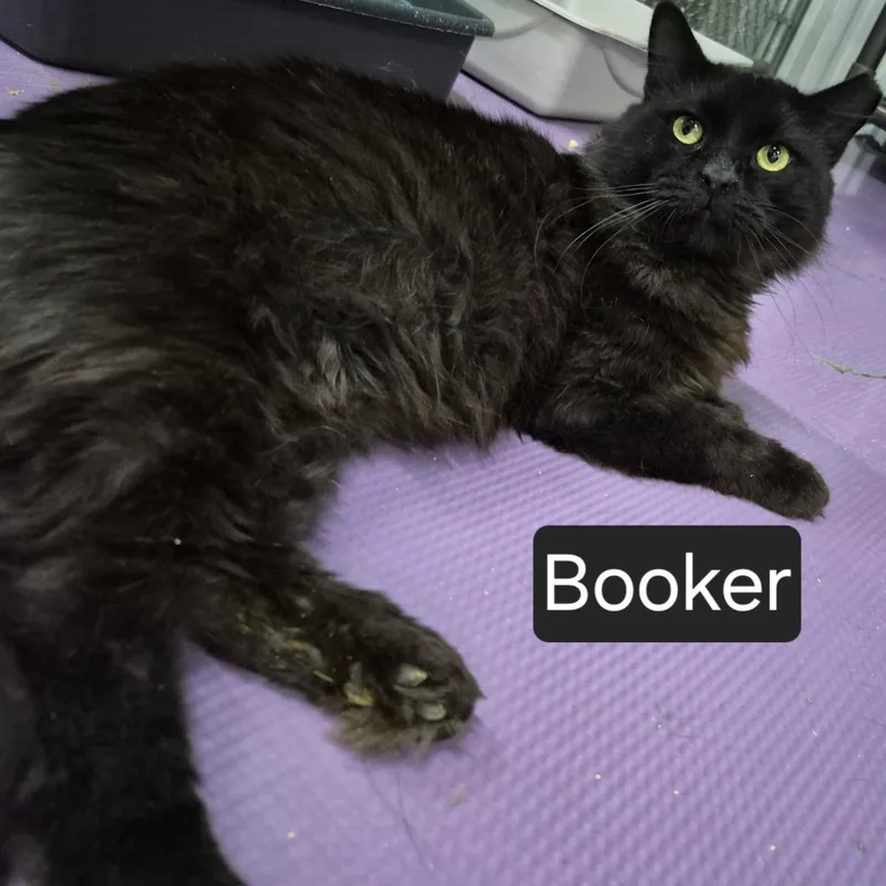 Booker thumbnail 3