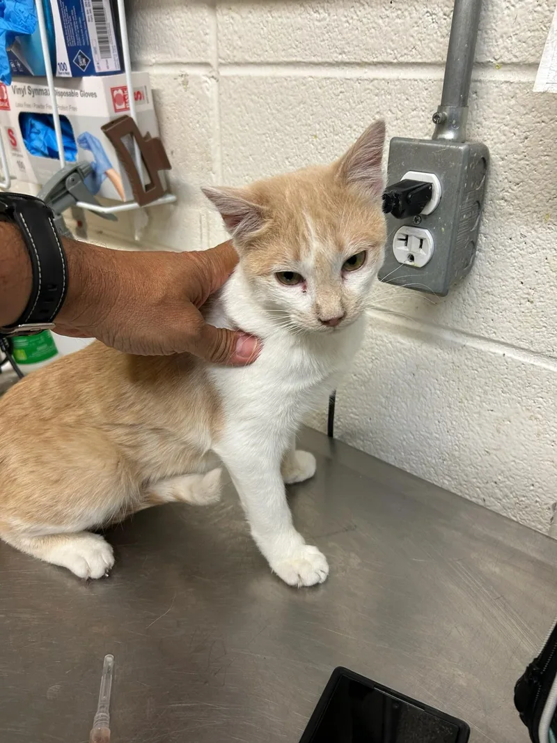A young medium-sized male Tabby (Orange / Red) Domestic Short Hair cat named Calvin for adoption in Fruit Heights, UT