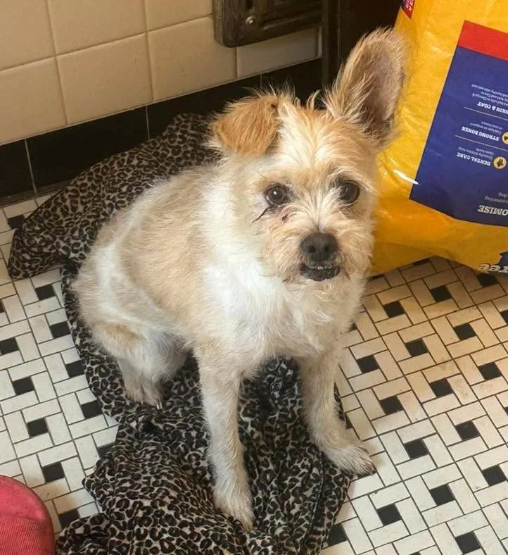 An adult small-sized male Yellow / Tan / Blond / Fawn Border Terrier dog named Ernie for adoption in Oklahoma City, OK