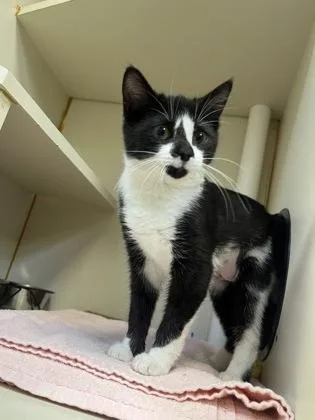 A baby medium-sized female Domestic Short Hair cat named Shirley Loo for adoption in Fairfax, VA