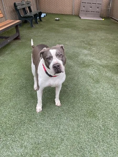 A senior medium-sized female Pit Bull Terrier dog named Layla Blue for adoption in Oceanside, CA