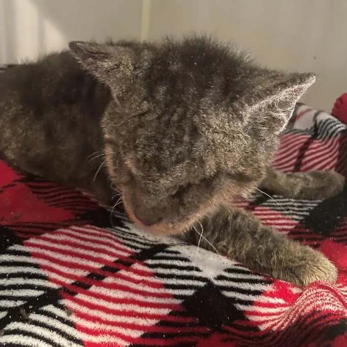 An adult large-sized male Brown / Chocolate Domestic Short Hair cat named Freddy for adoption in Port Charlotte, FL