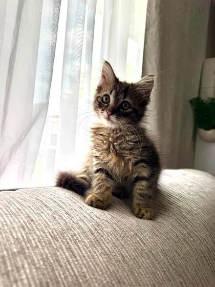 A baby small-sized male Domestic Medium Hair cat named Sam for adoption in Hobart, IN