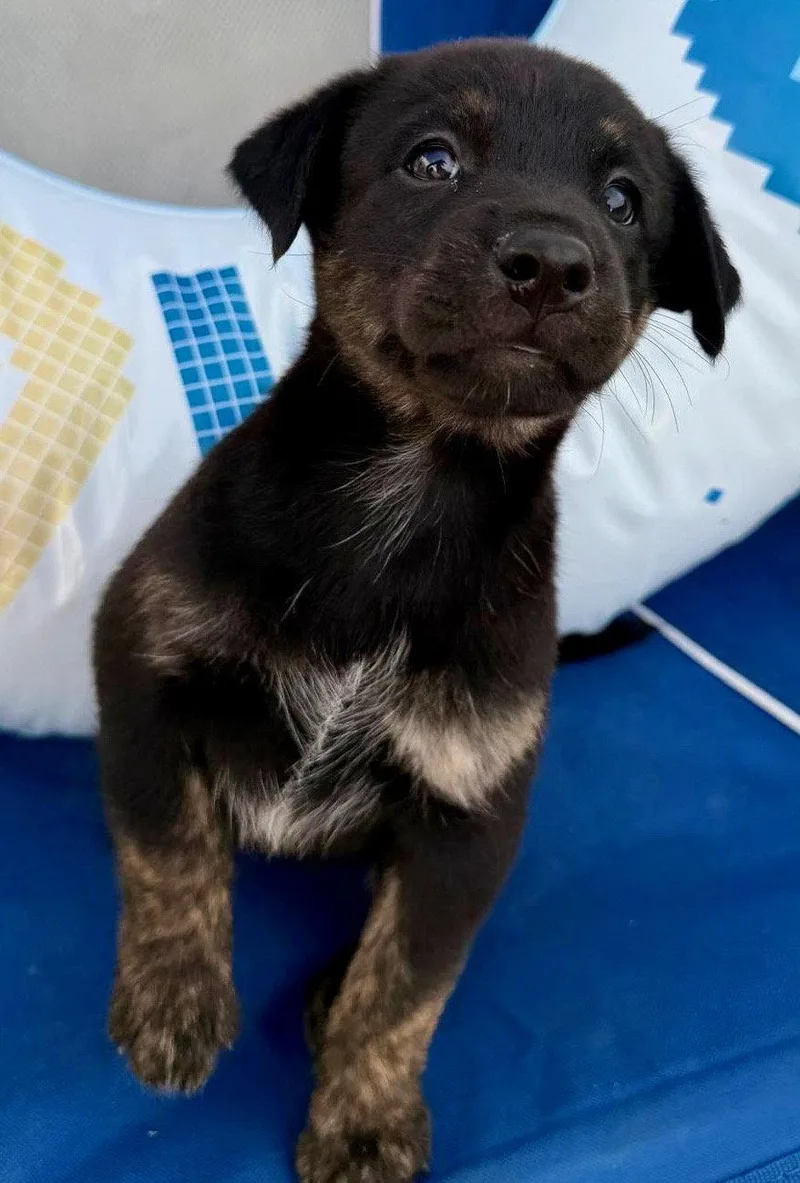 A baby medium-sized female Labrador Retriever dog named Sand for adoption in Lake Hopatcong, NJ