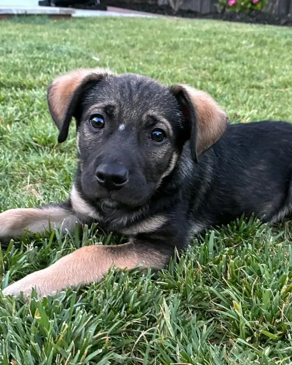 Sammy