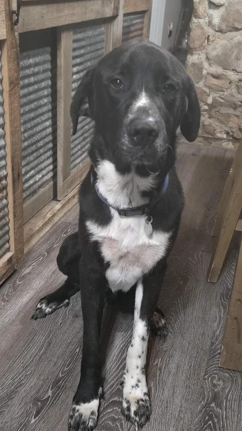 A young large-sized male Great Dane dog named Buddy for adoption in Dittmer, MO