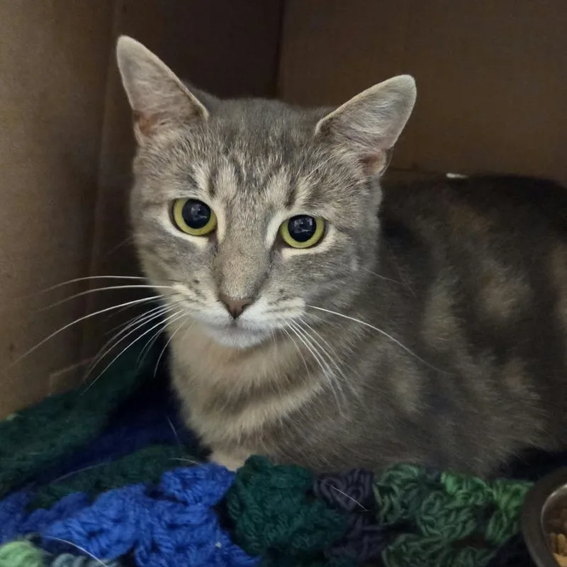 A young medium-sized female Gray / Blue / Silver Domestic Short Hair cat named Birch for adoption in Ballston Spa, NY
