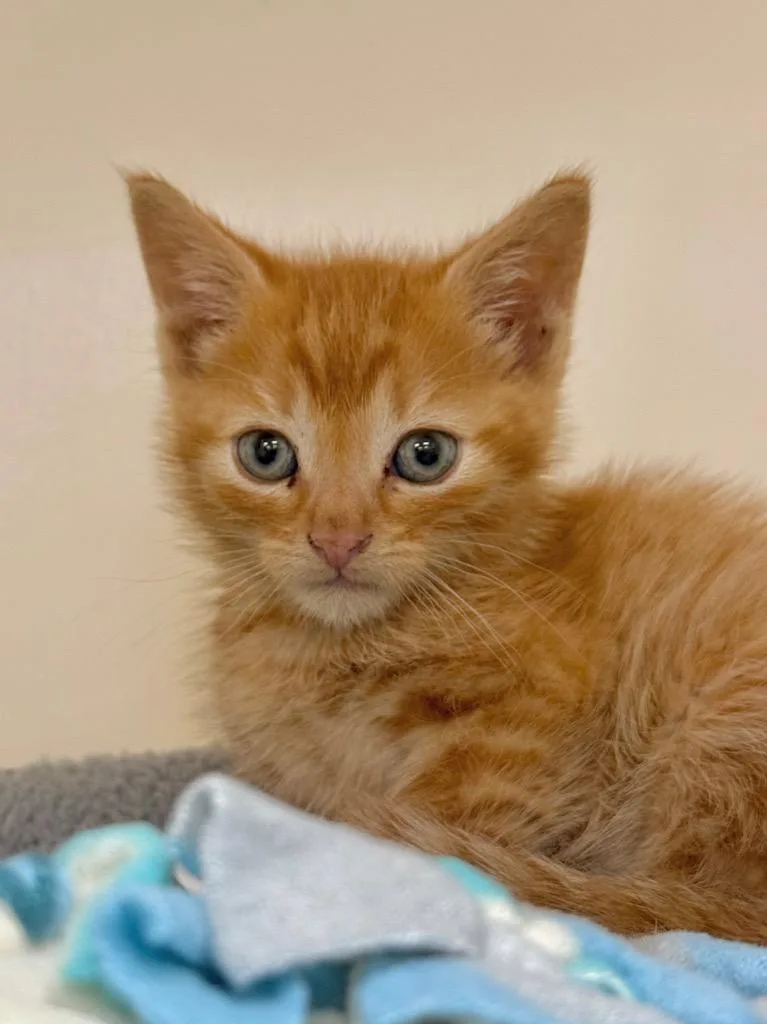 A baby medium-sized male Domestic Short Hair cat named Munchkin for adoption in Menomonie, WI