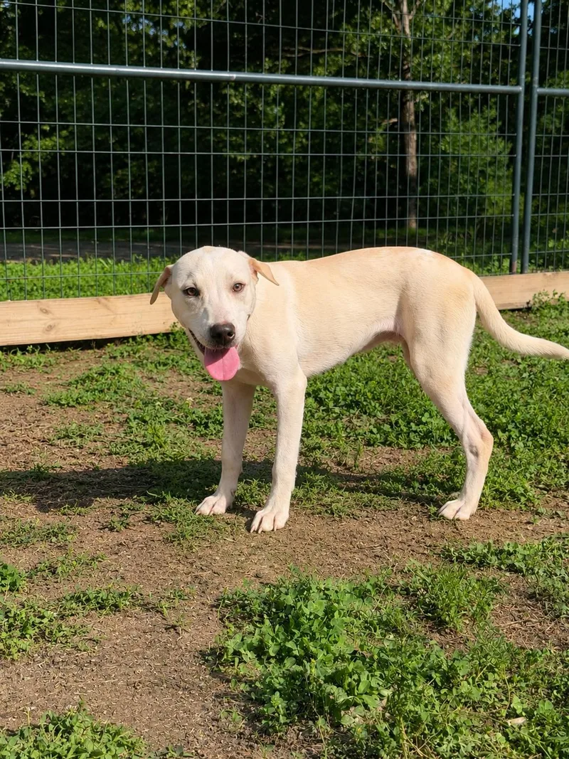 A young large-sized female Labrador Retriever dog named Amber Alabama for adoption in Nashville, TN