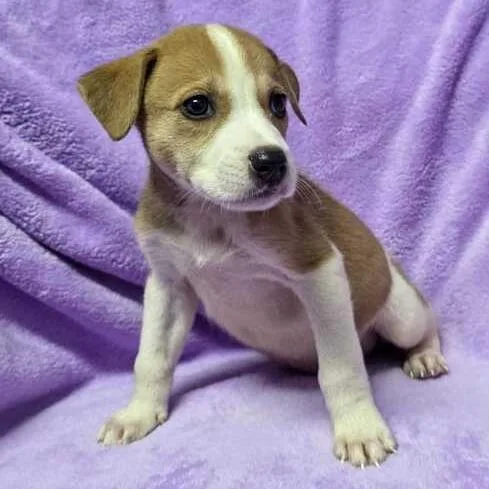 Raju