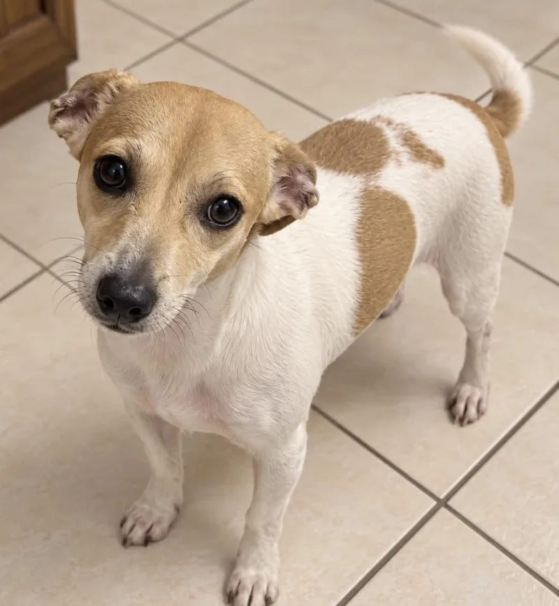 A baby small-sized male Chihuahua dog named Noodle for adoption in Southlake, TX