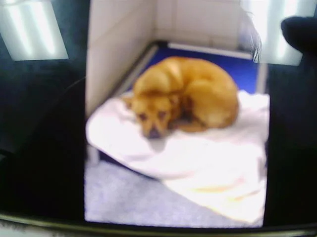 A young small-sized female Pit Bull Terrier dog named Wendy for adoption in Charlotte, NC