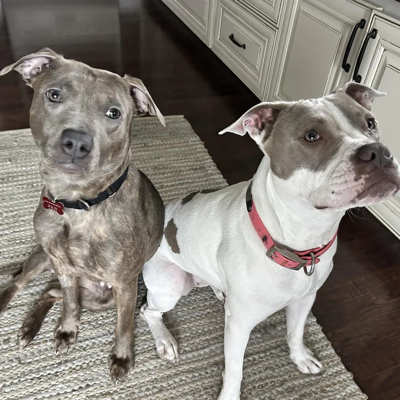 An adult medium-sized female Pit Bull Terrier dog named Mahina for adoption in Fargo, ND