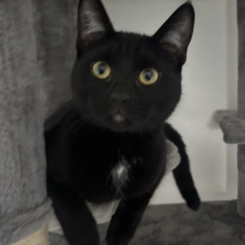 Cordelia thumbnail 2