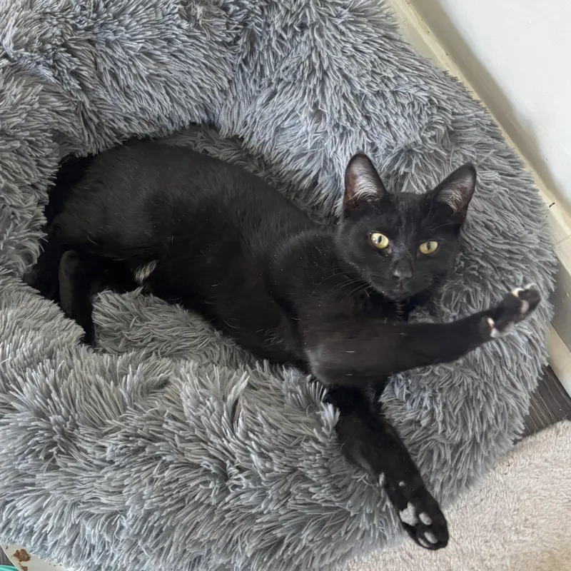 Cordelia thumbnail 3