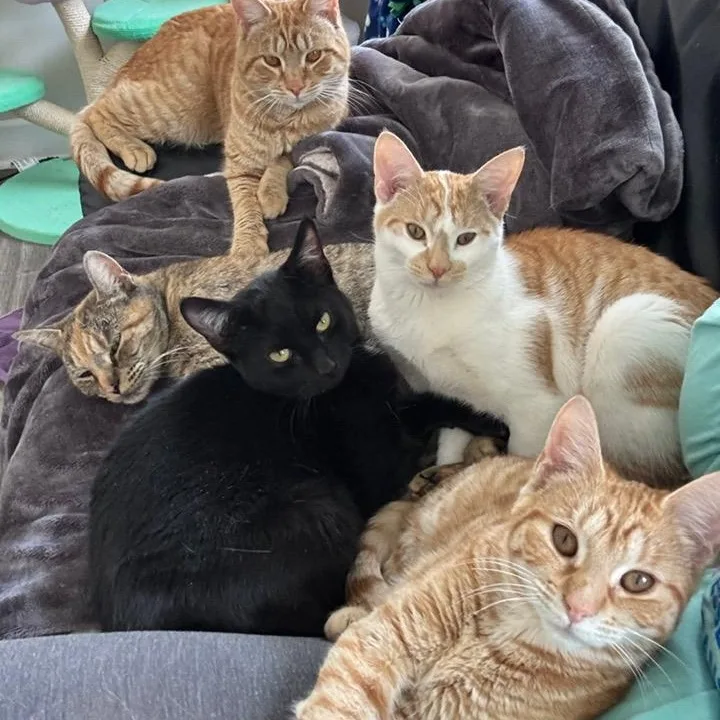 Cordelia thumbnail 4