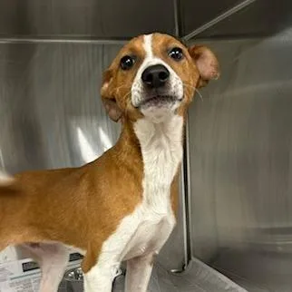 A baby medium-sized male Brown / Chocolate Mixed Breed dog named Bumble Bee for adoption in Knoxville, TN
