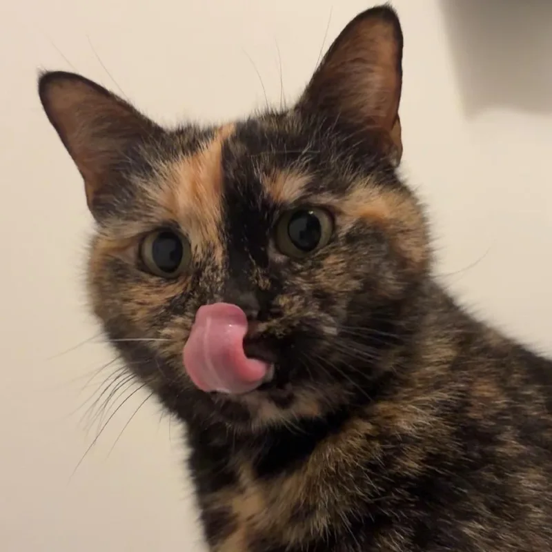 An adult large-sized female Tortoiseshell Domestic Short Hair cat named Frankie for adoption in Durham, NC