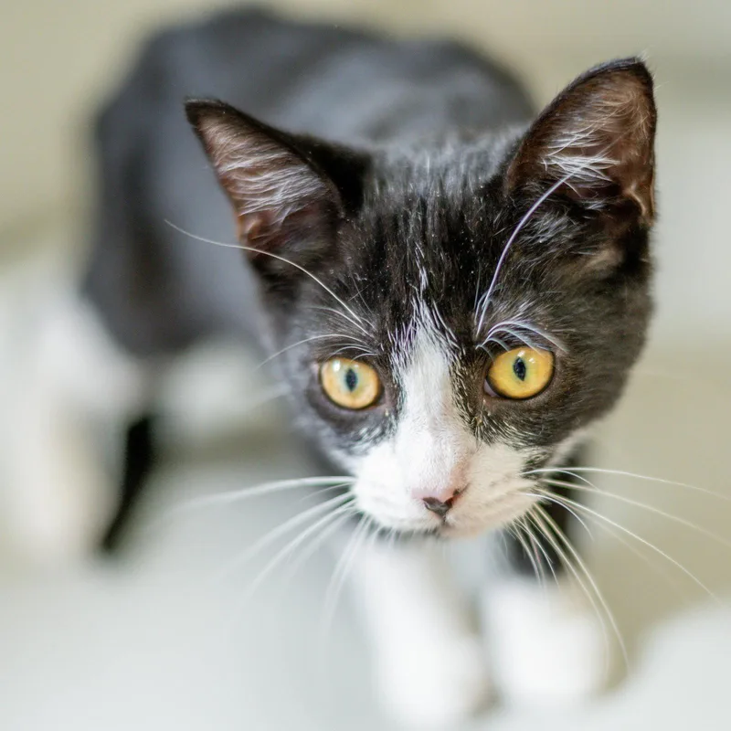 A baby medium-sized female Black & White / Tuxedo Domestic Short Hair cat named Lucy for adoption in Hilton Head Island, SC