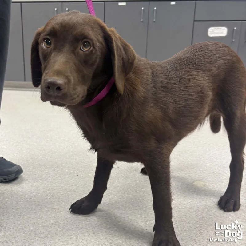A baby large-sized female Labrador Retriever dog named Sunny for adoption in Washington, DC