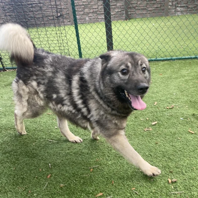 An adult medium-sized male Yellow / Tan / Blond / Fawn Norwegian Elkhound dog named Turtle for adoption in LOXAHATCHEE, FL
