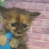 A baby small-sized female Black Domestic Short Hair cat named Minnie Mouse for adoption in Fort Collins, CO