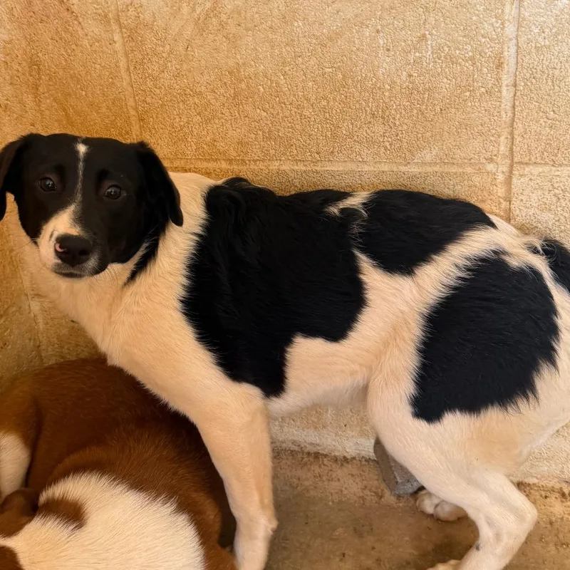 A young medium-sized female Apricot / Beige Mixed Breed dog named Ronnie for adoption in LOXAHATCHEE, FL