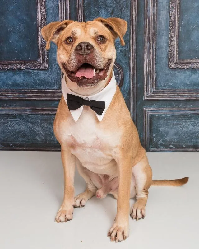 An adult large-sized male White / Cream Mixed Breed dog named Loyal for adoption in Cincinnati, OH