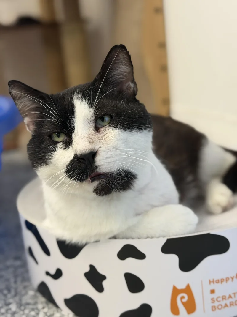 An adult medium-sized male Black & White / Tuxedo Domestic Short Hair cat named Cameron for adoption in Hudsonville, MI