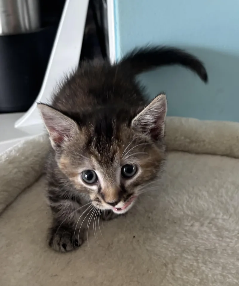 A baby medium-sized female Domestic Short Hair cat named Peyton for adoption in GREENVILLE, NC