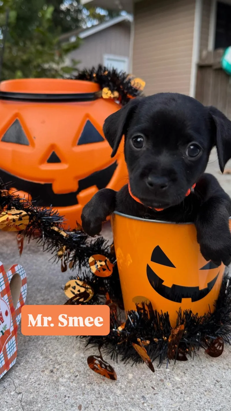 A baby small-sized male Chiweenie dog named Mr. Smee for adoption in Walker, LA