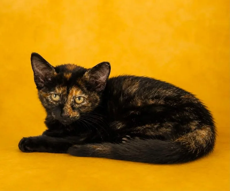 A baby small-sized female Domestic Short Hair cat named Briar for adoption in Columbia, TN