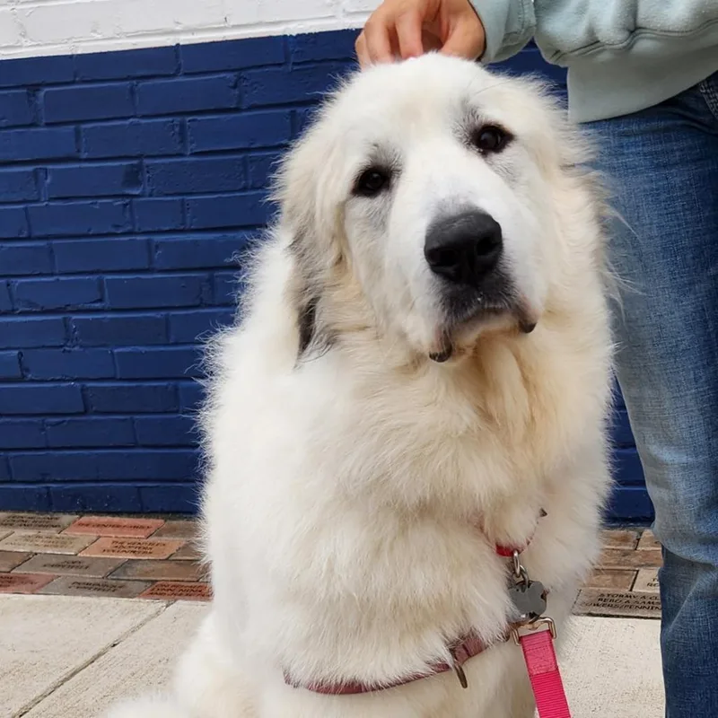 An adult large-sized female Great Pyrenees dog named Ruby Mae for adoption in Falls Church, VA