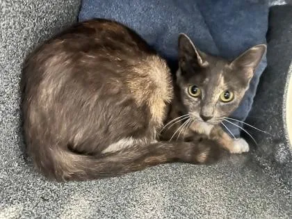 An adult medium-sized female Domestic Short Hair cat named Ella for adoption in Port Allen, LA
