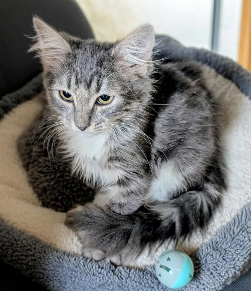 Mittens