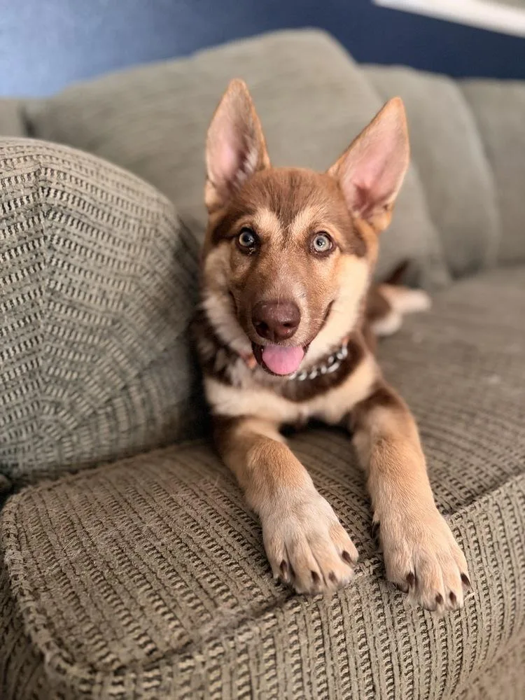 Hazel
