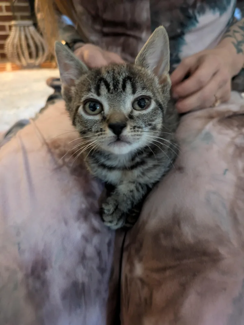 A baby small-sized female Tabby (Brown / Chocolate) Domestic Short Hair cat named Kimchi for adoption in Haddon Heights, NJ