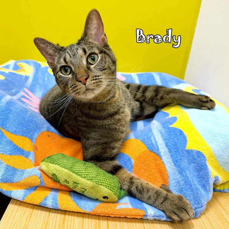 Brady @ Pet Supplies thumbnail 2