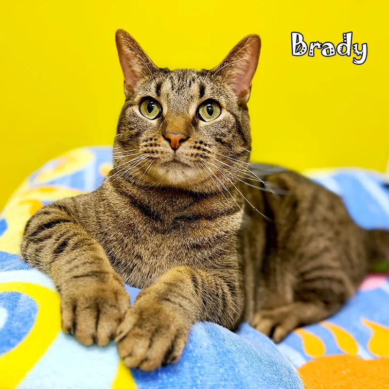 Brady @ Pet Supplies thumbnail 3