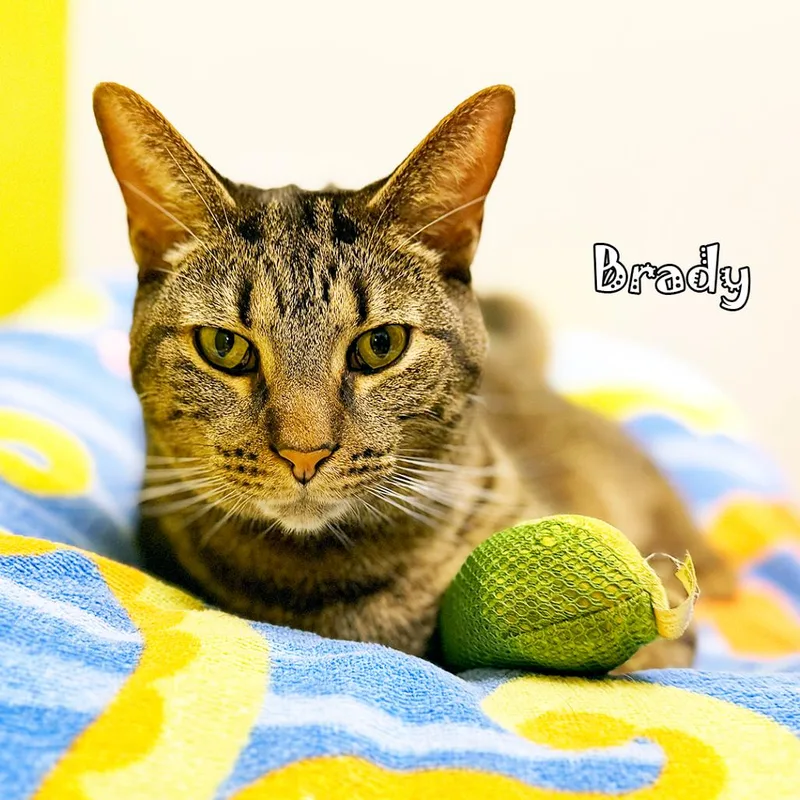 Brady @ Pet Supplies thumbnail 4